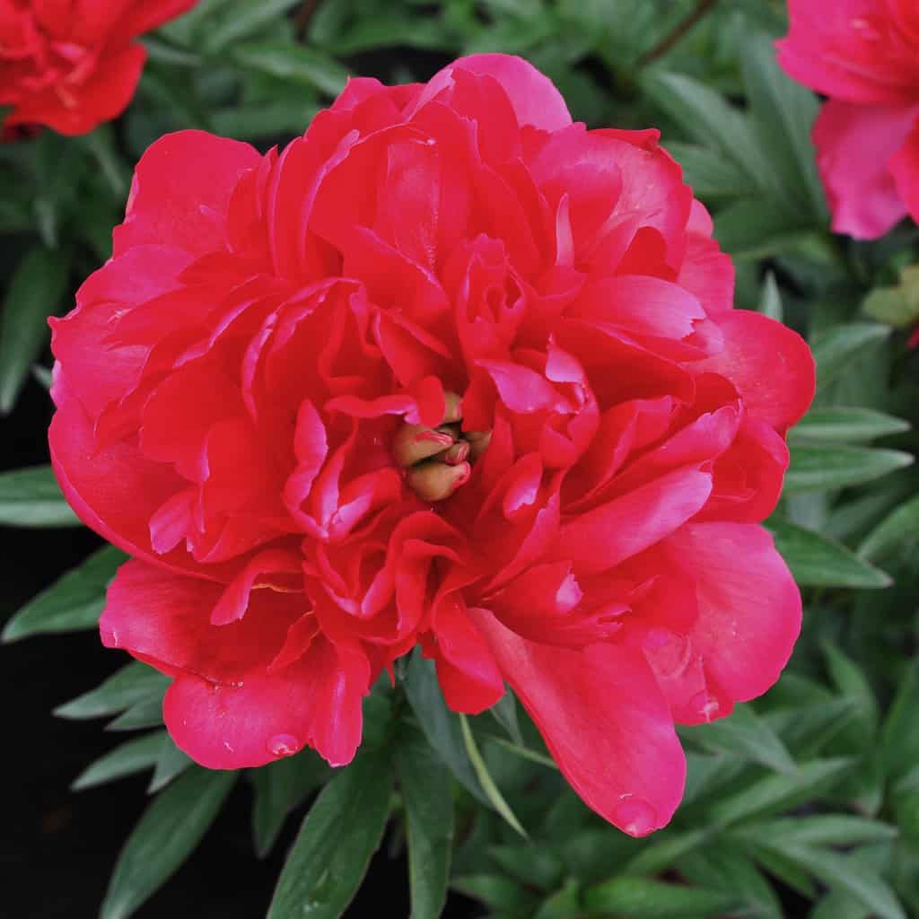 Paeonia lactiflora Many Happy Returns ® (D - Red) ---